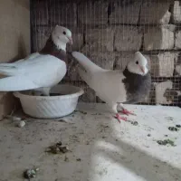 کبوتر