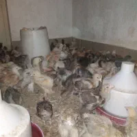جوجه برهما و گلین