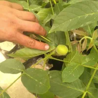 18نوع درختچه نهال