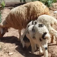 بره میش جوان با دوبره نرو ماده