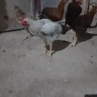 جوجه شوروی