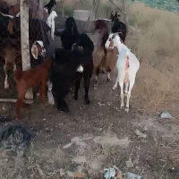 بز کهره دار