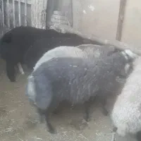 پرورش دستی