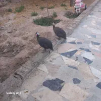مرغ شاخدار توس