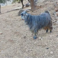 بهده