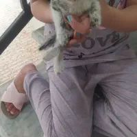 گربه نیاز به درمان رایگان