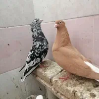 فروشی|پرنده|سبزوار, قصبه غربی|دیوار