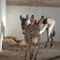 الاغ ماده فروشی