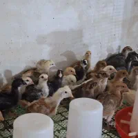 فروش جوجه مرغ محلی گلپایگان