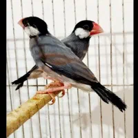 تعدادی فنچ نرگسی