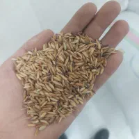 چلتوک برای بذر