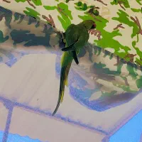 ملنگو