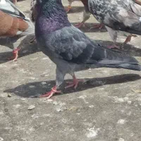 کبوتر گم شده دو سال پیش