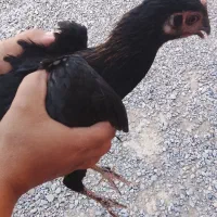 جوجه شش ماهه شرویی