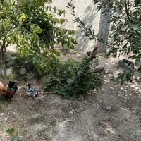 فروش مرغ خروس گلین