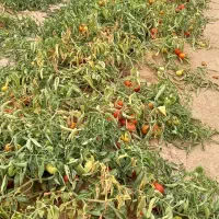 کود حیوانی آبدان