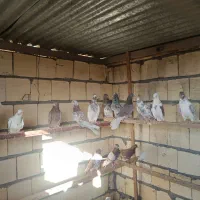 کفتر کاشان