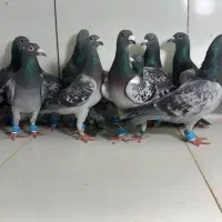 دسته ۱۸تایی پرشی نر پولک