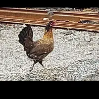 فروش فوری،مرغ،مرغ محلی