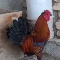 مرغ خروس جیرفتی اصل
