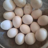 تخم مرغ محلی .ارگانیک نطفه دار.