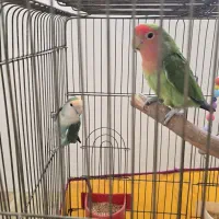 جفت طوطی برزیلی کار داده