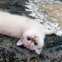 گربه بریتیش شرت هیر و لانگ هیر،نر و ماده