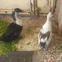 اردک