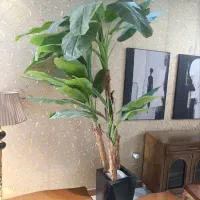درختچه موز سه تنه