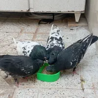 کبوتر کله سیاه ودوتا جوجه