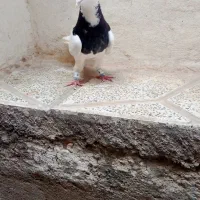 کفتر طوقی ماده به شرط همه چیز
