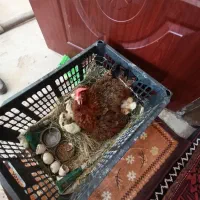 جوجه دوروزه