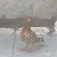سرور
