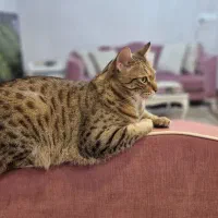 گربه گمشده در خیابان ۱۰۲ گلسار تاریخ ۱۱ شهریور