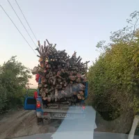 خرید و برش و حمل چوب باغی و خونگی . بیانی و احمدی