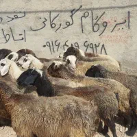 میش داشتی