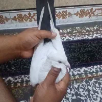 اهواز کوت نواصر