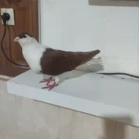 ساده سرخ افغانی نر