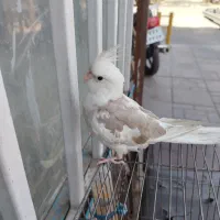 عروس هلندی