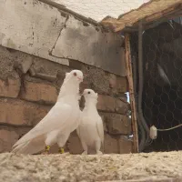 کبوتر سفید چنگ موشی سینه فر بلند نوک قناری عروسک