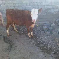 گوساله ماده