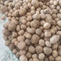 سیب گاوی فندقی دامی تحویل دامداری