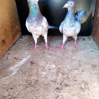 جفت سرور نروماده با ونکی(سپیدان)