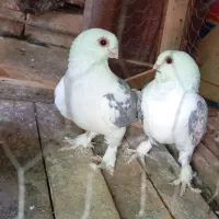 بلژیکی