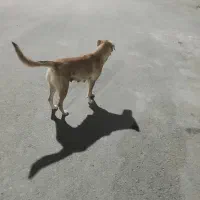 فروش سگ باهوش