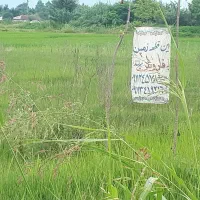 4000-متر-شالیزار-سنتی-کشت-نشده-بر-آسفالت