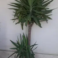 گیاه یوکا