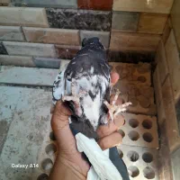 کبوتر|حیوانات|رامشیر, |دیوار