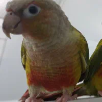 گمشده