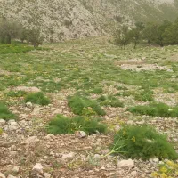 جاشیر|خدمات باغبانی و درختکاری|دهدشت, |دیوار